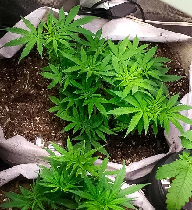 7 неделя роста каннабиса
