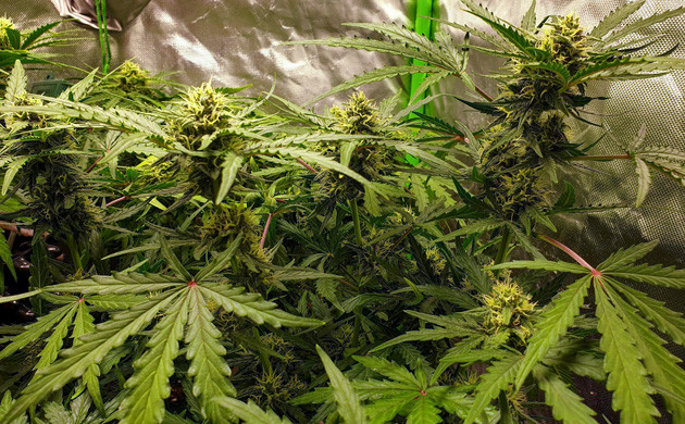 Крупные шишки на кусте