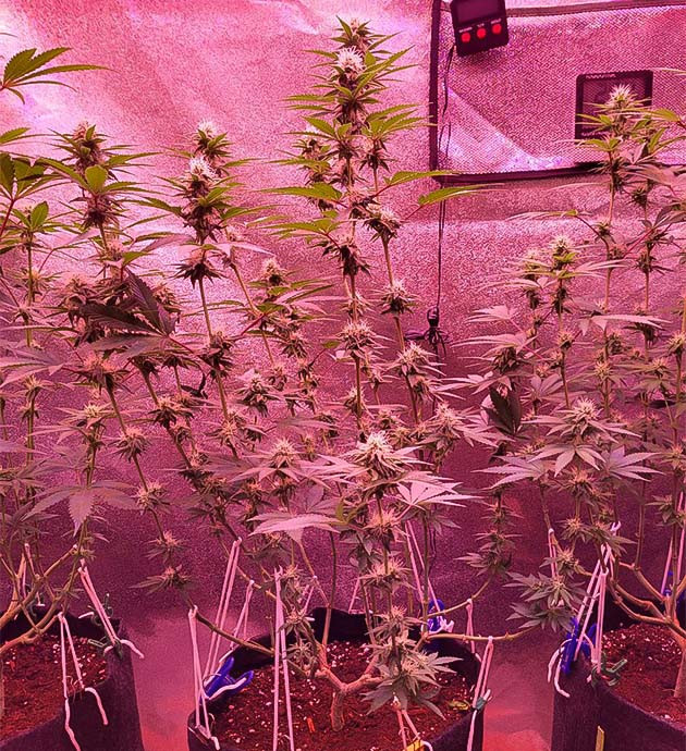 Обширная дефолиация растения Стадия зацветания конопли