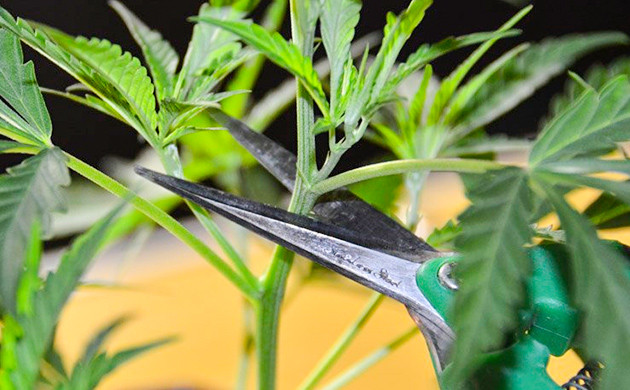 Здоровье растения и выбор черенков Влияние состояния растения на клонирование