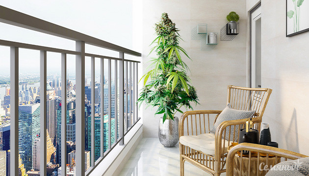 Выращивание марихуаны на балконе