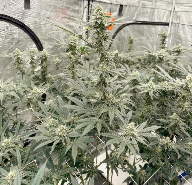Шестая неделя цветения марихуаны