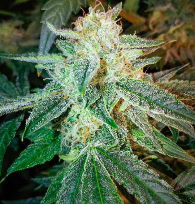 Марихуана на 8 неделе роста