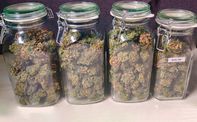 Собранный урожай Шишки в банках