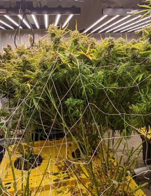 Пролечка и сушка урожая Girl Scout Cookies auto fem Кусты Girl Scout Cookies auto fem после харвеста