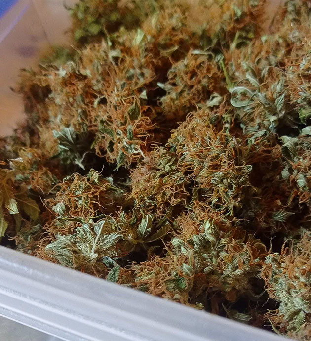 Сбор урожая White Widow Auto