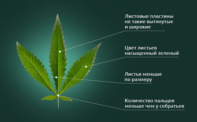 Маленькие листья конопли Рудералиса Листья Рудералиса