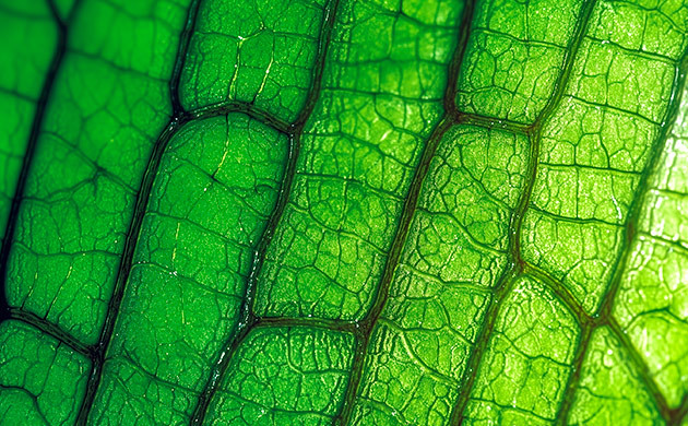 Соматическая гибридизация каннабиса