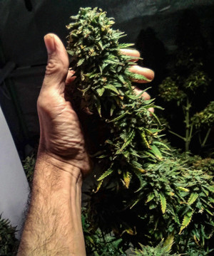 Кола Tangie'matic