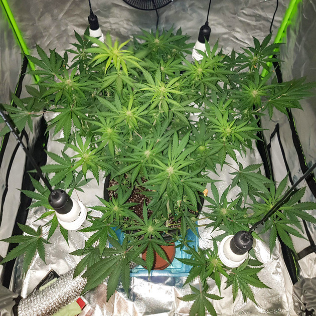 Цветение конопли