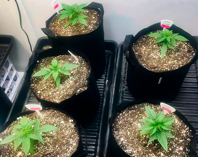 Пересадка в большие горшки Растишки в гроубэгах