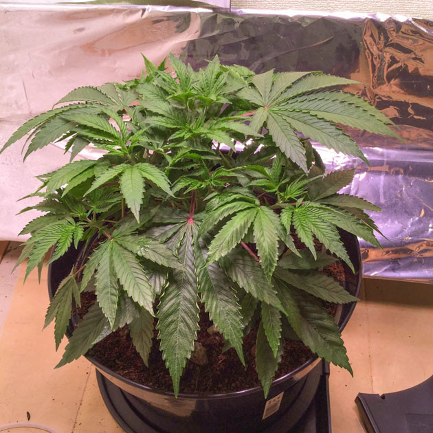 Blueberry Headband от Humboldt: переход на новый этап