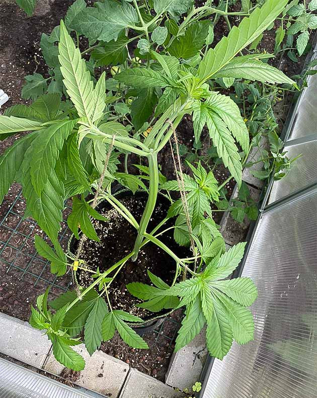 LST для куста Chemical Bride куст Chemical Bride на вегетации