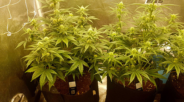 Соцветия на кустах с белыми стигмами