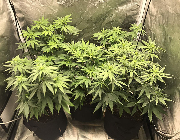 Кусты на цветении