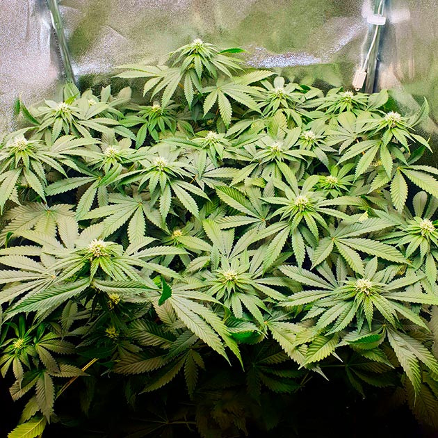 Куст конопли заполнивший все пространство в боксе