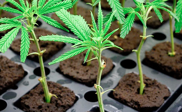 Массовое клонирование конопли