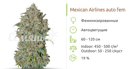 Сорт марихуаны Mexican Airlines Auto Mexican Airlines Auto от FastBuds