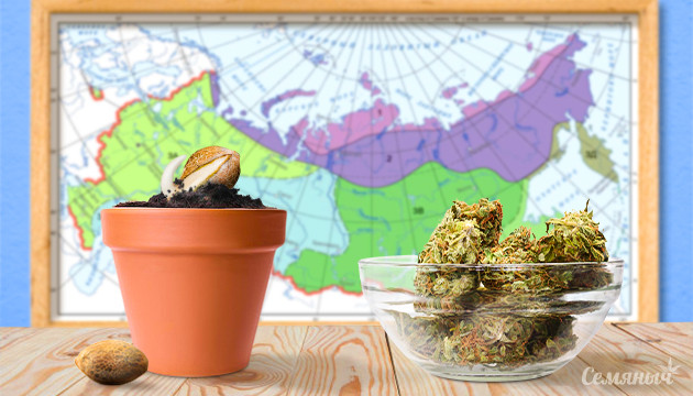 Начало и конец аутдорного сезона для конопли Посадка семени и сбор урожая конопли