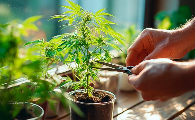 Простота в выращивании