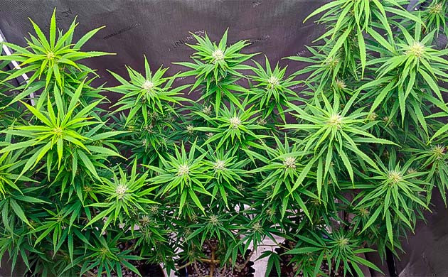 Куст Godzilla Original Glue GG#4 от Herbies Seeds ростом 60 см