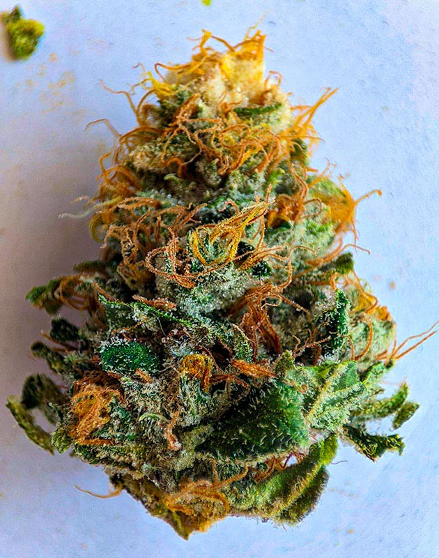 Готовый к харвесту куст Sensi Star