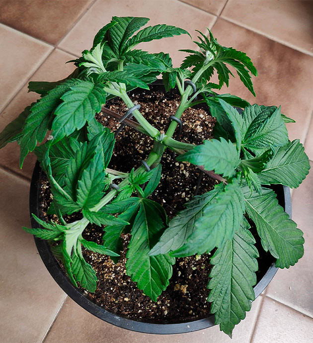 Применение техники LST на 5 неделе Растяжка ветвей методом LST