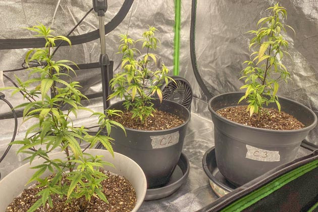 Blueberry Muffin: корректировка подкормки