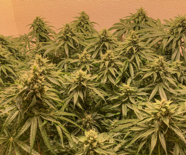 Blueberry Headband от Humboldt: подготовка к харвесту