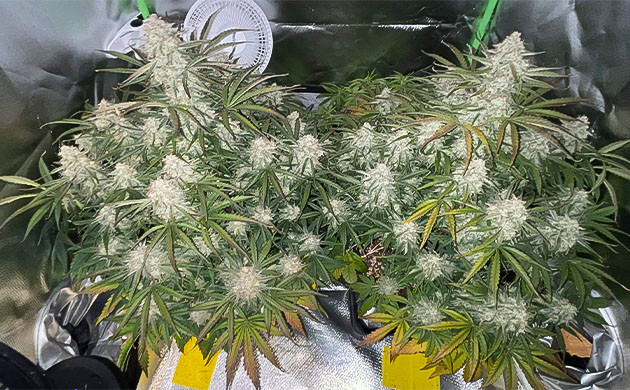 Apollo F1 Auto: Эксперимент с Top Max Изменение режима полива Apollo F1 Auto