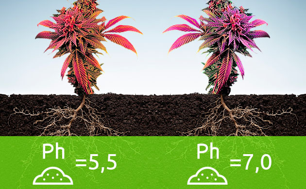 Смена цвета каннабиса в зависимости от кислотности грунта