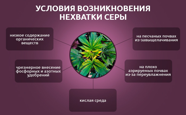Как избежать недостатка серы у конопли