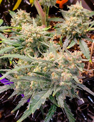 Две недели до харвеста Куст до харвеста