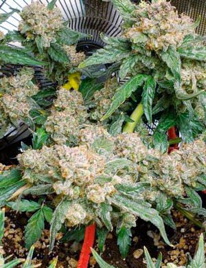 Куст перед харвестом Шишки перед сбором урожая