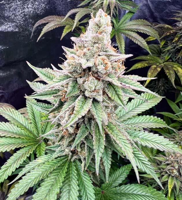 Начало промывки марихуаны 15 неделя сорта Papaya Frosting от сидбанка Barney's Farm