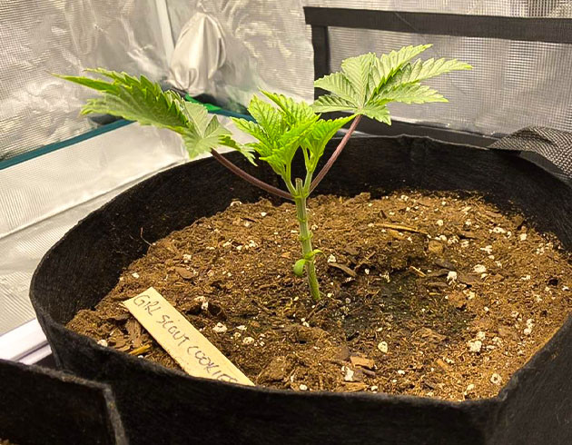 Рост куста конопли на четвертой неделе выращивания