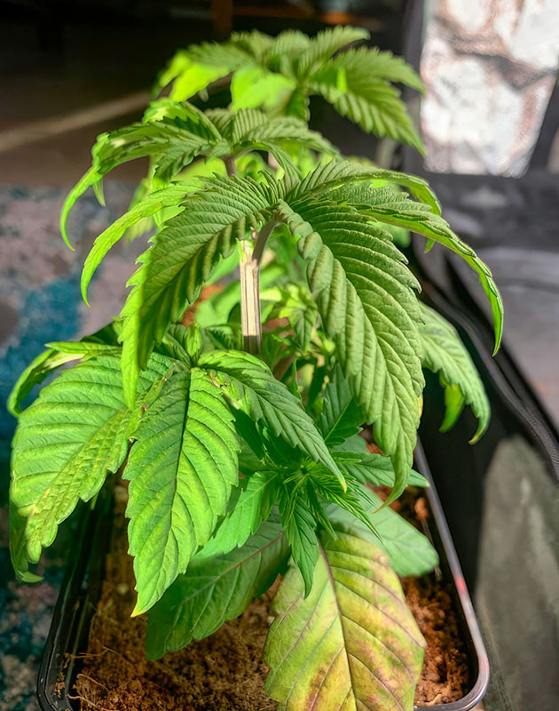 Последствия светового стресса каннабиса