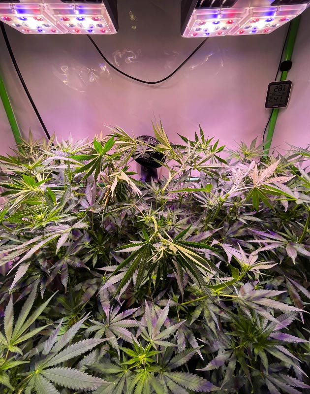 Применения суперкроппинга на большом кусте Подгиб ветвей высокого куста