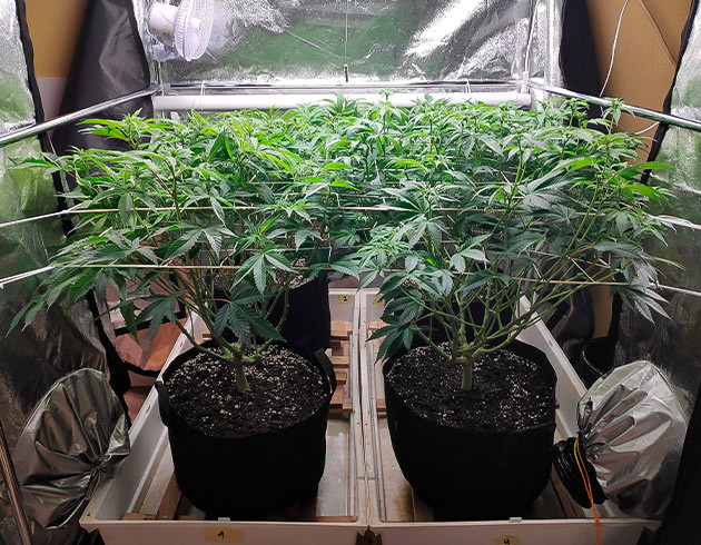 Установка второй сетки ScrOG Кусты высотой 35 см