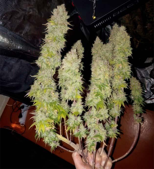 Финальное созревание и сбор урожая Созревшие шишки каннабиса