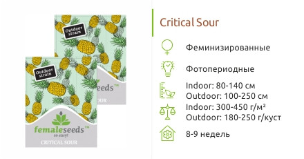 Сорт марихуаны Critical Sour Critical Sour от Female Seeds