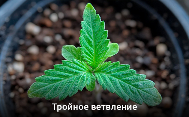 Тройное ветвление марихуаны