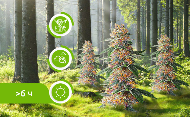 Выращивание конопли в лесу Критерии для выращивания конопли в лесу