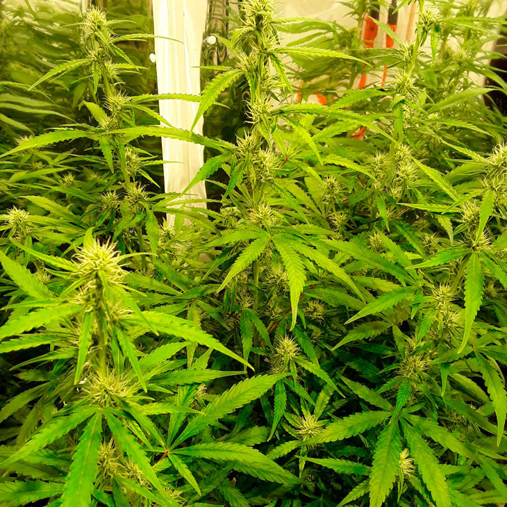 Цветение Auto New York City