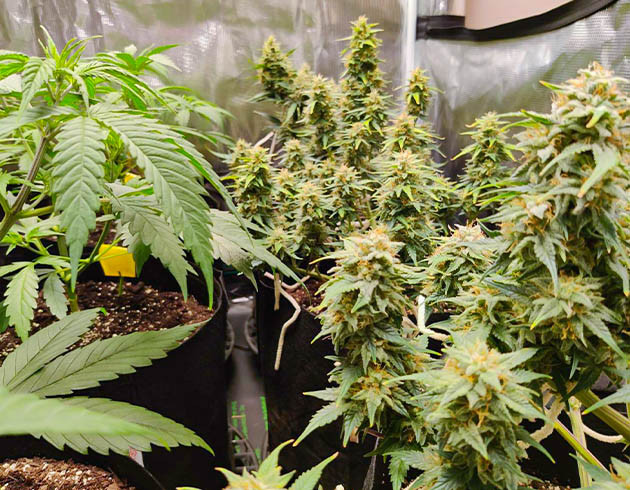 Гроурепорт Afghan Kush Ryder Auto от WOS Выращивание конопли Afghan Kush Ryder Auto в индоре