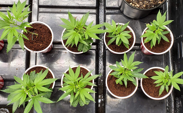 Горшки с клонами