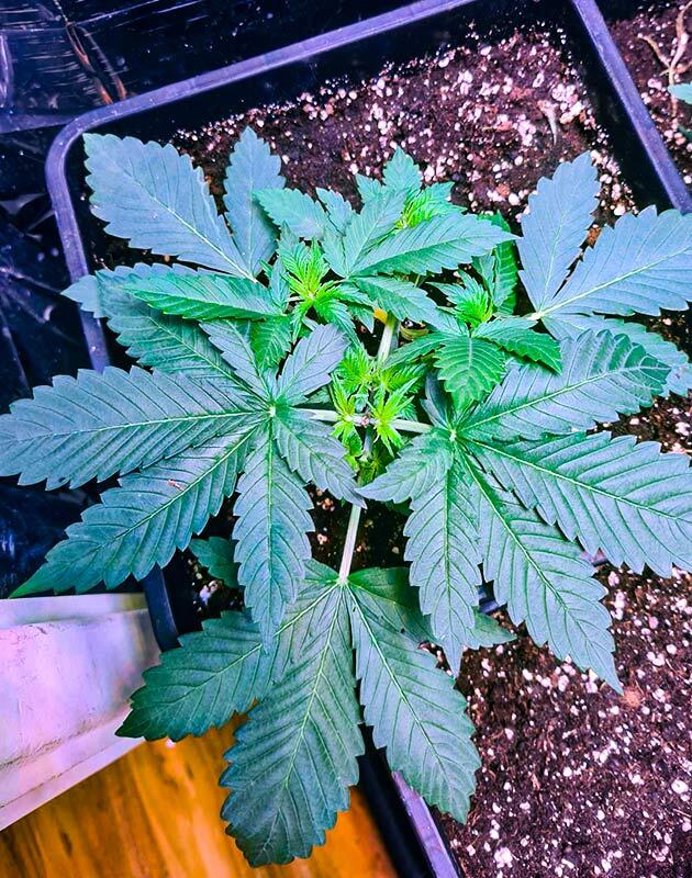 Конопля Tropicana Cookies FF на ранней вегетации