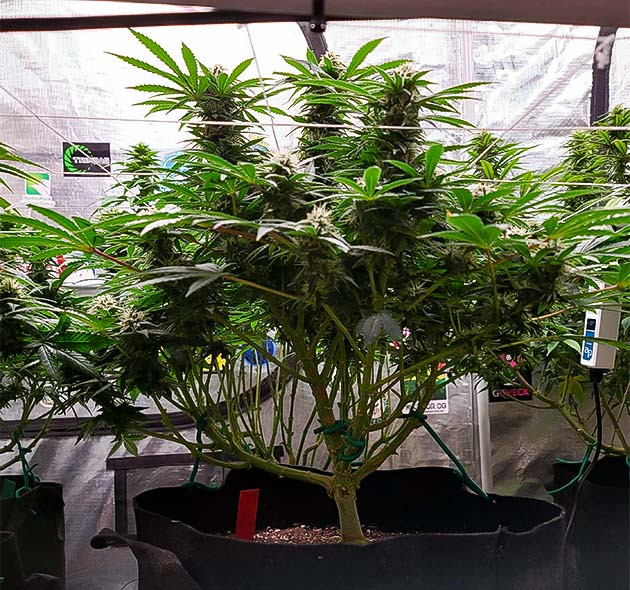 Power Plant X на цветении Обрезка листьев Power Plant X