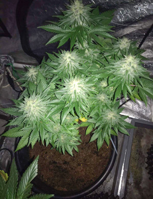 Цветущий куст в гроубоксе