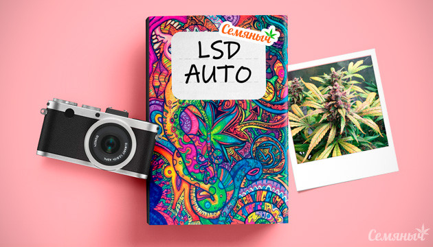 Гроурепорт LSD Auto fem от Семяныча